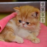2015家养CFA纯种血统赛级加菲虎斑异国短毛猫宠物活体幼小猫咪DD