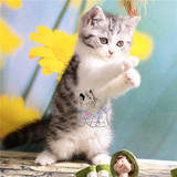 [魅迹湾]纯种猫咪 美国短毛猫 美短加白起司猫 美短宠物活体幼猫