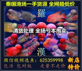 罗汉鱼热带鱼观赏鱼活体亚成鸿运马骝珍珠红马泰金罗汉鱼鱼苗