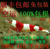 【泡泡水族】包邮 44只精品红白水晶虾 观赏虾 宠物虾 活体虾