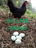 瑶乡乌鸡蛋农家散养乌鸡蛋新鲜当日产鸡蛋30枚包邮破损包赔
