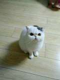加菲猫净梵异国短毛猫鼻眼一线猫咪宠物猫品种猫纯种猫种母猫