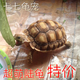 特价陆龟活体素食龟宠物龟新手龟10-22cm吃青菜不吃肉乌龟温顺