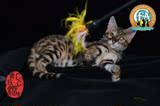 孟加拉豹猫 活体宠物猫 空心花小豹猫 玫瑰花豹 萌宠弟弟 有视频