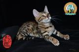 孟加拉豹出售 活体宠物猫 小猫 空心花小豹猫 玫瑰花豹 萌宠弟弟