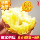 205日式板栗薯一级果 日本 红薯 海南 地瓜  营养高于紫薯5斤装