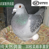 正宗苏北农家散养 鸽子蛋 新鲜鸽子蛋 土鸽蛋无饲料无激素高蛋白