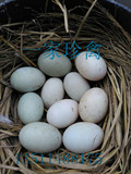 绿头野鸭种蛋   野鸭蛋受精蛋种蛋  孵化用蛋