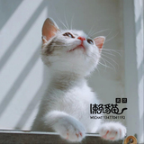 【武汉懒猫猫舍】 CFA赛级纯种美国短毛猫 起司猫弟弟（sold）