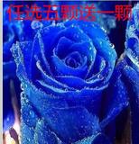 包邮日本进口玫瑰花苗日本蓝色纯蓝色妖姬盆栽玫瑰苗当年开花