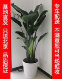 天堂鸟鹤望兰盆栽绿植花卉植物办公室室内净化空气除甲醛限北京