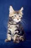 MissCatHouse缅因库恩猫，缅因猫，棕虎斑50天幼猫接受预订