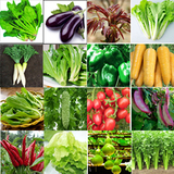 多种阳台蔬菜种子青菜种子四季蔬菜种籽简单易种子韭菜小葱鸡毛菜