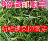 3份包邮顺丰东北特产柳蒿芽山野菜 野生新鲜有机 绿色蔬菜250g