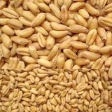 山东农家小麦粒种子新纯天然带胚芽磨小麦胚芽粉淀粉面粉煮熟即食