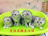 重庆名猫生活馆 折耳猫 苏格兰折耳猫 活体 纯种 实体店