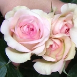 【天然月季园】微月 欧月盆栽月季花苗 古董柯德娜 微型玫瑰花苗
