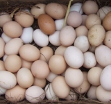 邹城土鸡蛋40枚笨鸡蛋杂粮散养鸡蛋新鲜土鸡蛋农家草鸡蛋