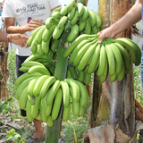 现摘新鲜青皮香蕉banana水果农家自种无催熟4斤装批发价包邮