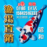 日本锦鲤活体纯种 昭和 观赏鱼锦鲤 渔场直销3条包邮（活体）