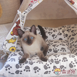 暹罗猫 泰国猫 海豹重点色宠物猫暹罗小公猫蓝眼睛猫咪活体