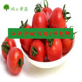 润土新鲜水果 千禧果 圣女果 樱桃番茄 小西红柿  蔬菜色拉500g
