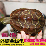 外塘金线龟小中华草龟水龟招财龟一对5-6厘米乌龟活体宠物龟墨龟