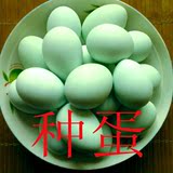 黑凤鸡种蛋绿壳鸡种蛋野鸡种蛋七彩山鸡受精蛋