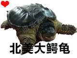 鳄龟活体乌龟活体小鳄龟大鳄龟水陆龟宠物龟北美鳄鱼龟21.3元每斤