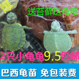 观赏乌龟活体龟苗 巴西彩龟 招财龟 宠物龟包活特价