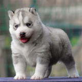繁殖基地西伯利亚哈士奇幼犬幼崽出售雪橇犬纯种包健康活体宠物狗