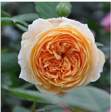 特价 批发进口欧月  花苗盆栽芳香玫瑰欧洲月季扦插小苗19色