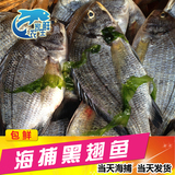 生鲜海鲫鱼黑翅鱼海鱼海鲜水产鲜活海鱼新鲜野生一件1斤1-2条