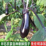 韶关坪石农家自种新鲜蔬菜茄子茄瓜农产品土特产绿色青菜