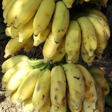新鲜水果 8斤装西贡蕉 小米蕉 皇帝蕉 粉焦 批发 包邮 非进口