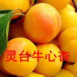 2016年农产品甘肃灵台新鲜水果大黄接杏子孕妇酸甜牛心杏5斤包邮