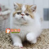 【乐乐猫舍】宠物活体 异国短毛猫加菲猫波斯猫 可爱红白繁花弟弟