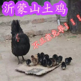 正宗沂蒙山农家散养老母鸡 新鲜孕妇月子鸡 土鸡草鸡笨鸡全国包邮