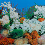 海底珊瑚 蓝色水波纹鱼缸水族箱高清 双面加厚 背景画 贴纸 包邮