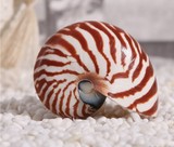 鹦鹉螺贝壳 世界四大名螺天然大贝壳大海螺标本螺海星收藏地中海