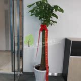 宁波送货上门 发财树盆栽大型开业乔迁花卉客厅办公室内绿化植物