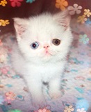 纯种CFA级加菲猫宠物纯白鸳鸯眼母MM宝宝