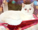 纯种CFA级加菲猫宠物纯白、三花、梵花三花宝宝的妈妈