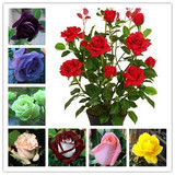 玫瑰花 花卉绿植物室内外盆栽香水玫瑰食用玫瑰花苗4年开花苗