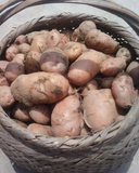 上海崇明农家 自家种红皮土豆小土豆  洋芋 马铃薯 有机蔬菜 抢购