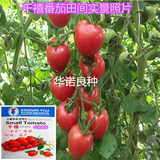 寿光蔬菜种子批发 台湾圣女果小西红柿 农友千禧 粉樱桃番茄种子