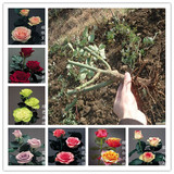 3棵包邮荷兰进口花卉绿植 香水玫瑰花苗 玫瑰苗盆栽 当年开花包活