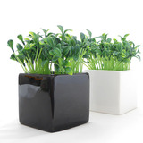 特价黑白陶瓷花瓶方缸绿色植物仿真豆芽 整体花艺装饰简约摆设