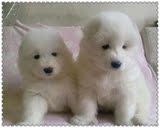 出售纯种微笑天使/雪橇犬/雪白色/萨摩耶犬/澳版幼犬宠物狗狗y99