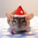 [小麻]88包邮,特价圣诞帽子,龙猫兔荷兰猪仓鼠松鼠刺猬蜜袋鼯衣服